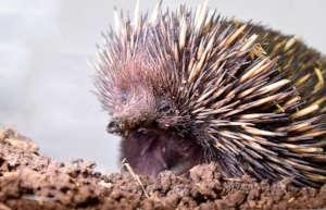 Adult echidna in care with WIRES by Bec Crozier