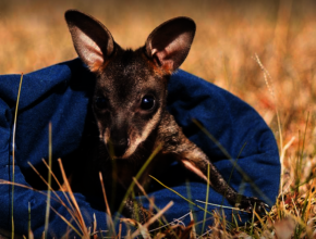 Wallaby joey in care with WIRES