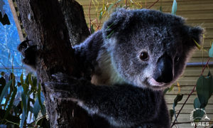 'Marine'- Female Koala rescued by WIRES