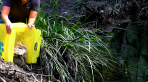 Rescued Platypus being released back to the wild