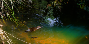 Rescued Platypus back in the wild