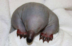This strange little creature is an echidna puggle.