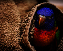 Rescued Rainbow Lorikeet