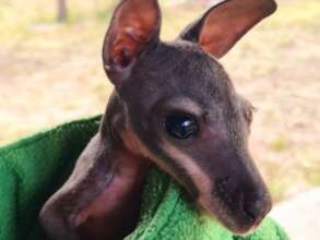 Joey Tasmanian pademelon in rehabilitation