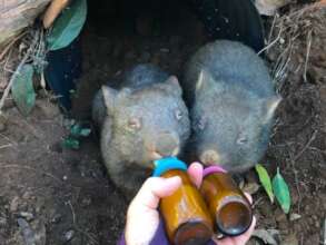 Gus, Poppet and Bear in their new enclosure