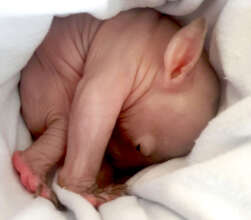 'Billy' a wombat joey in care with WIRES