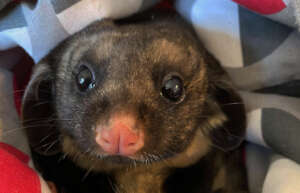 Yellow-bellied glider in care with WIRES