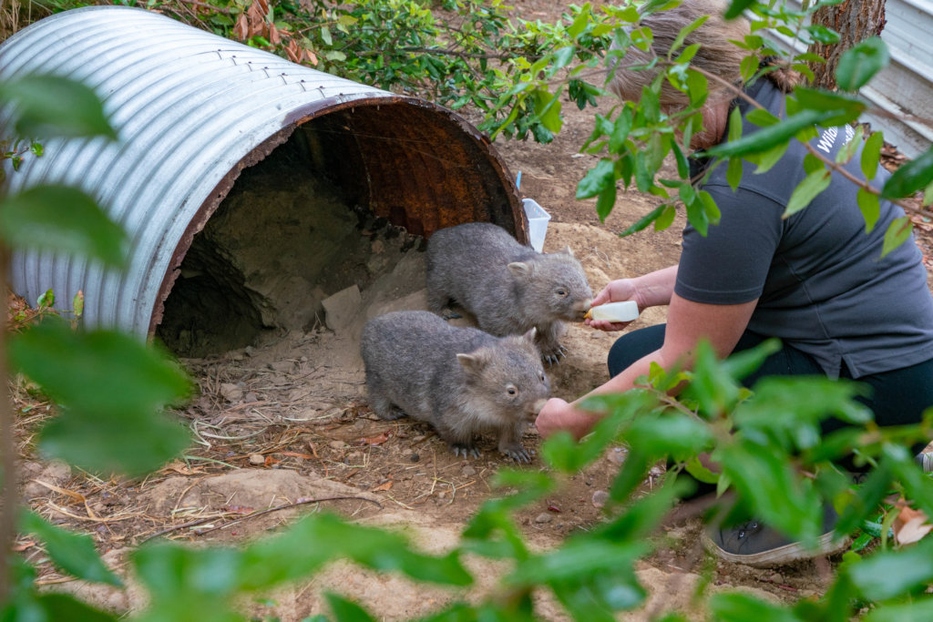 Wombat joeys in care with WIRES