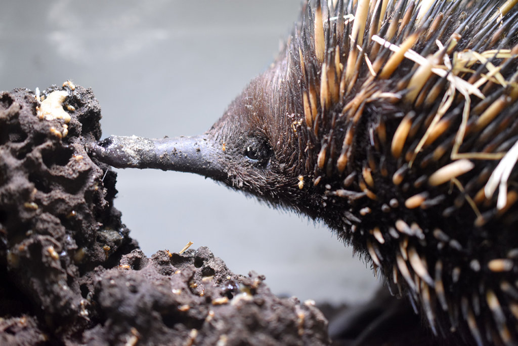 Echidna in care with WIRES
