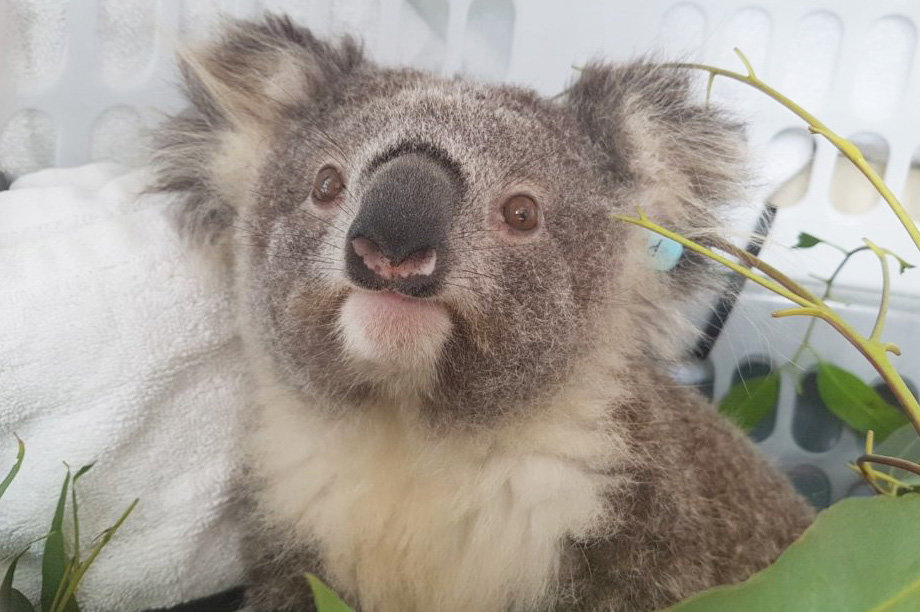 Koala rescued from Black Summer Bushfires