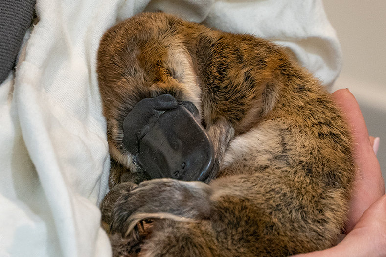 Platypus rescued by WIRES