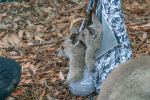 Kangaroo joeys in care with WIRES