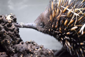 Echidna in care with WIRES