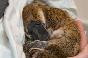 Platypus rescued by WIRES