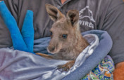Support Australian wildlife rescue to release