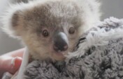 Support Australian wildlife rescue to release