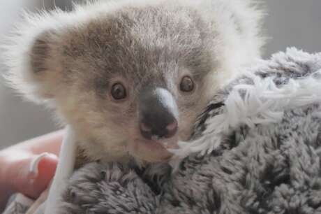 Support Australian wildlife rescue to release