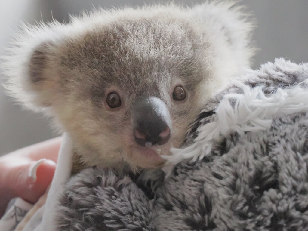 Support Australian wildlife rescue to release