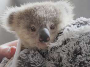 Support Australian wildlife rescue to release