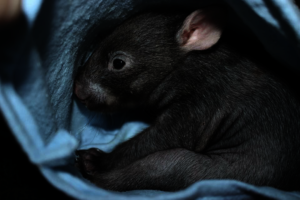 Orphaned wombat joey in care with WIRES