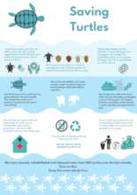 Saving Turtle Info-graphic