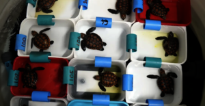 The turtles when rescued in April