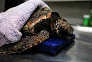 Turtle Rehabilitation