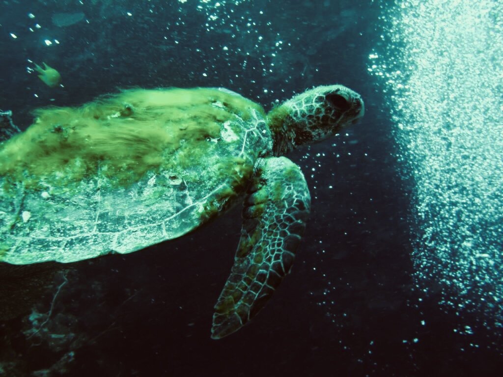 Emergency Rescue: Saving Endangered Turtles