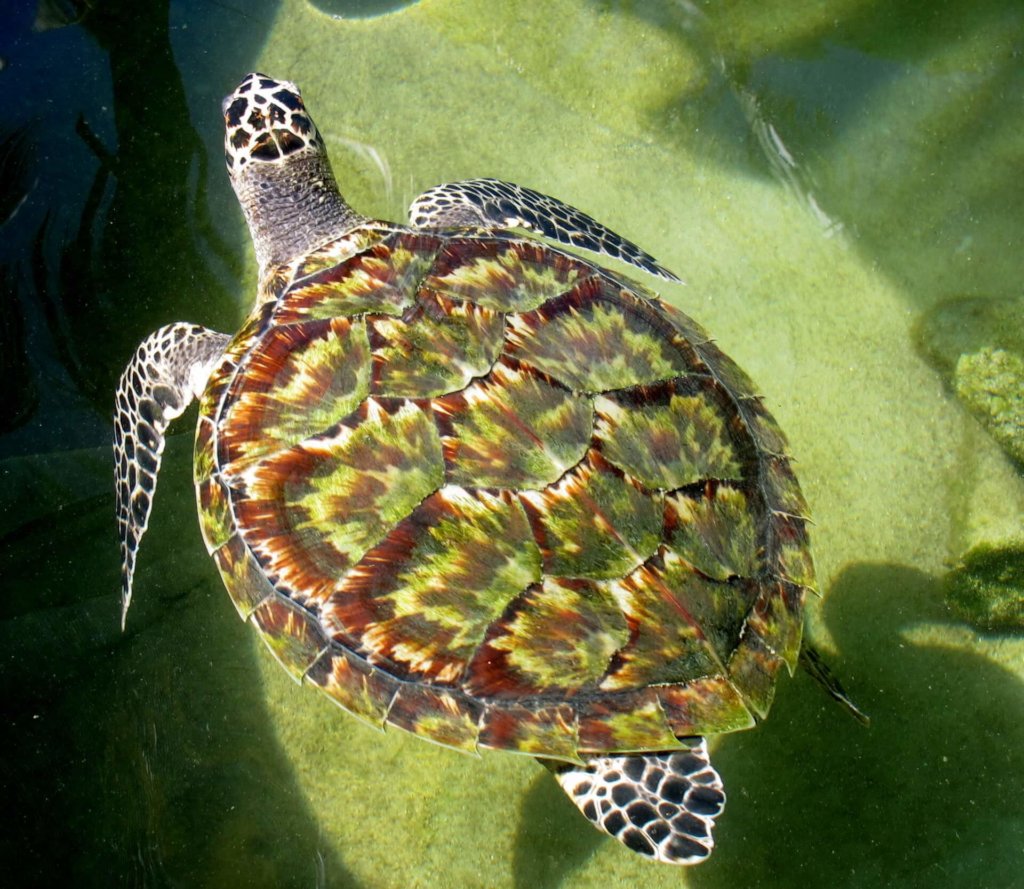 Emergency Rescue: Saving Endangered Turtles
