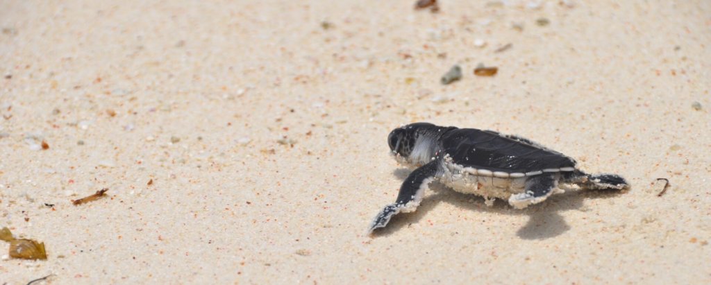 Emergency Rescue: Saving Endangered Turtles