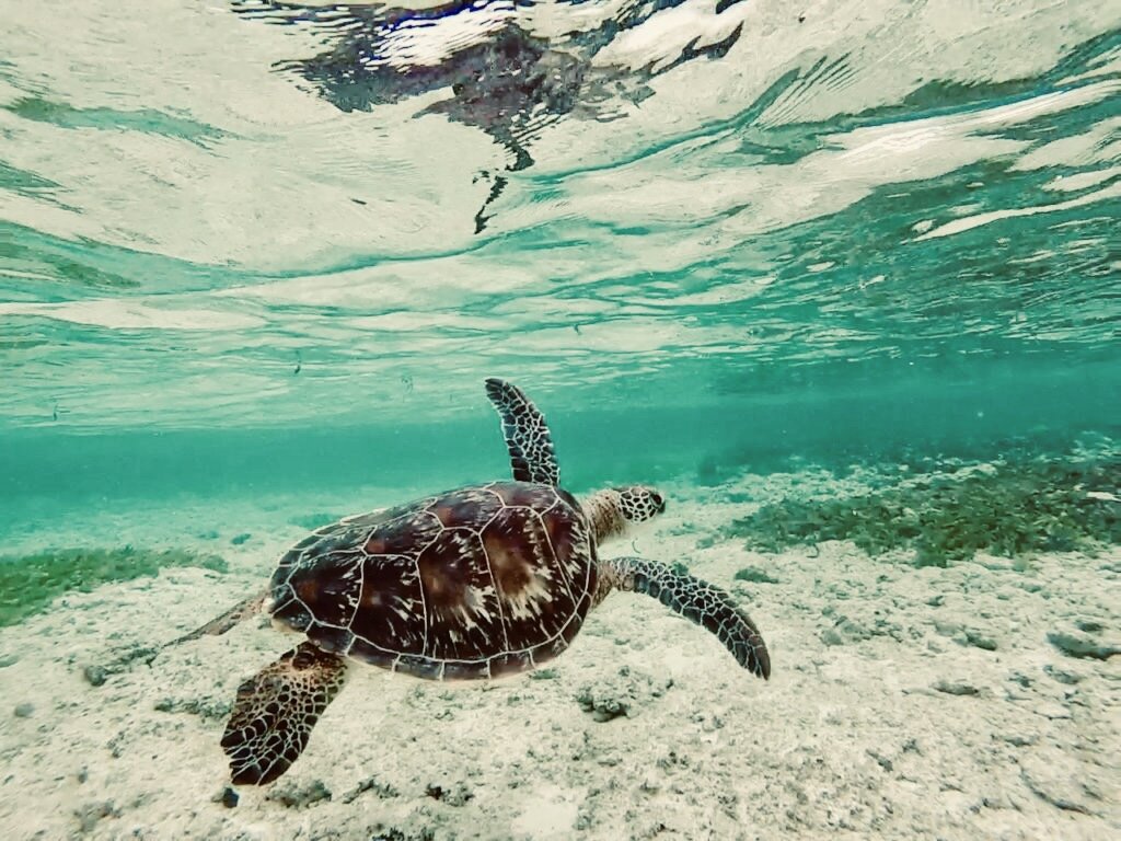 Emergency Rescue: Saving Endangered Turtles