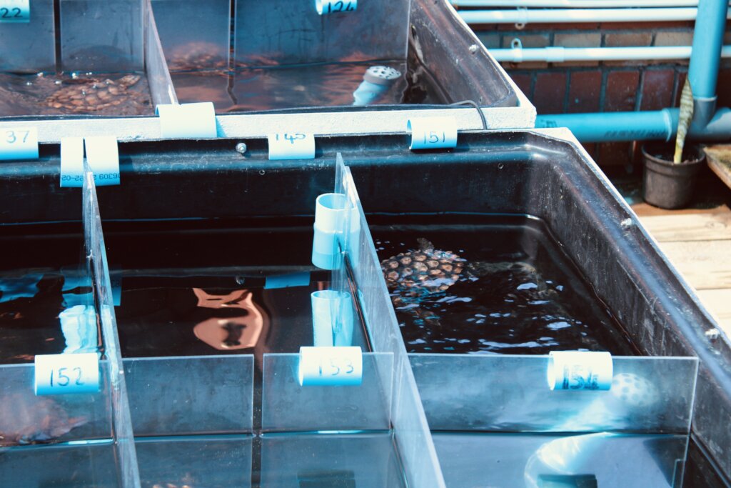 Emergency Rescue: Saving Endangered Turtles