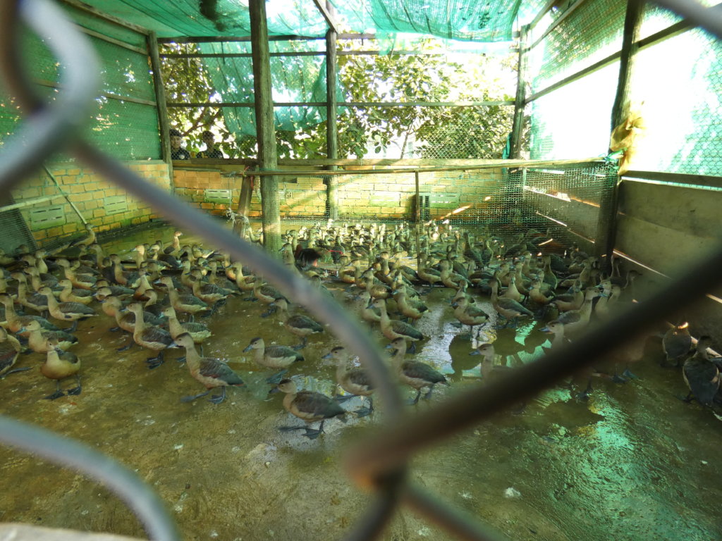 Emergency funding to care for 500+ rescued animals