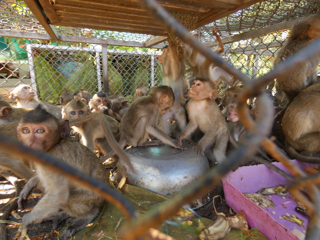 Emergency funding to care for 500+ rescued animals