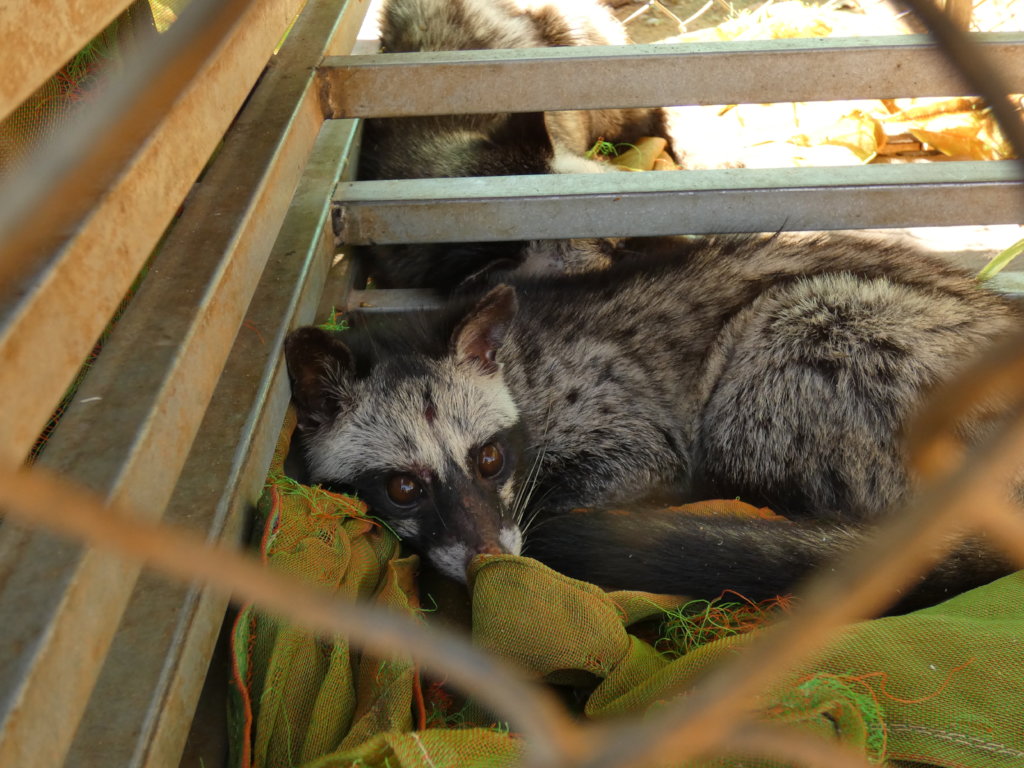 Emergency funding to care for 500+ rescued animals