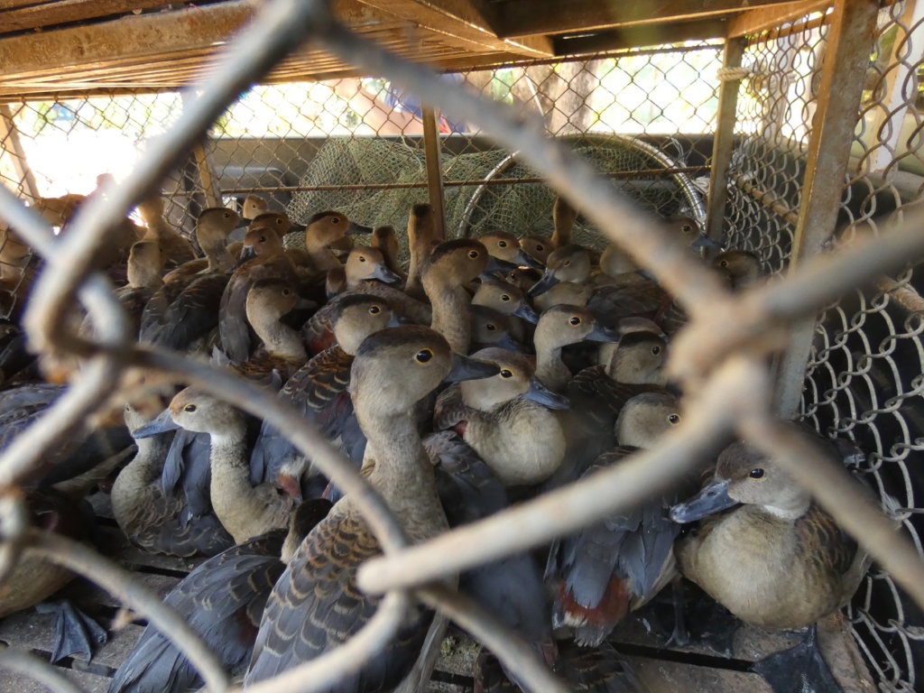 Emergency funding to care for 500+ rescued animals