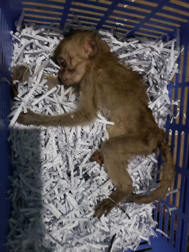 Emergency funding to care for 500+ rescued animals