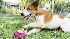 Millie is not at her forever home in Sweden