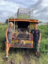 Fiona and her fancy dog truck!