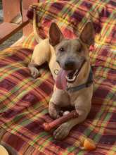 Bitzy recovering from a tick-borne skin disease