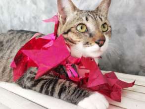 Gati on her 1-year rescue anniversary