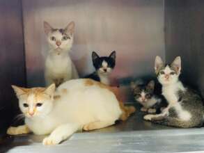 So many cats on Lanta Noi