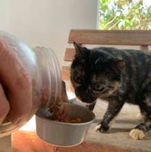 Stray kitten being fed