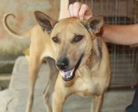 Ugie is looking for a Forever Home