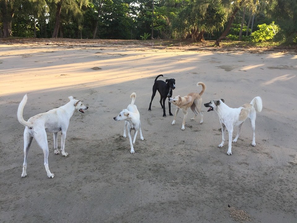 Expand mobile sterilization clinic operations