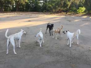 Dog overpopulation in south Thailand