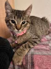 Belle was able to find her new home by Christmas!