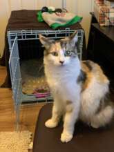 Pregnant Maisie was left behind.  Is now in foster