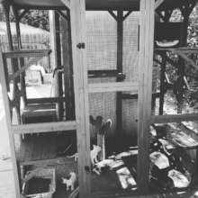 outdoor cattery
