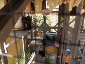 outdoor cattery